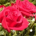 recruiter-profile-image