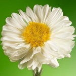 recruiter-profile-image