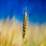 recruiter-profile-image